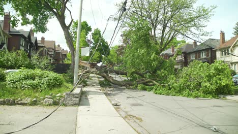 Tilt-down-shot-revealing-a-massive-tree-that-was-uprooted-by-a-large-wind-storm-causing-it-to-fall-onto-the-powerlines-cutting-power-to-hundreds-of-people