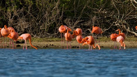 Orange-and-pink-flamingo-flock-shake-and-feed-below-mangrove-jungle-near-ocean