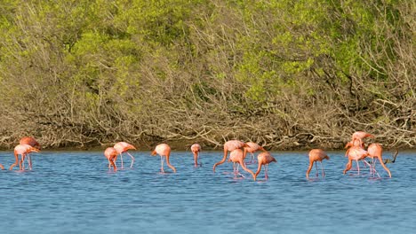 Wide-angle-telephoto-of-flamingo-flock-feeding-and-dipping-head-into-water-quickly