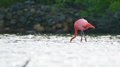 Mittlerer-Überblick-über-Flamingos,-Die-Sich-Im-Glitzernden-Wasser-Ernähren,-Mit-Einer-Unscharfen-Felswand-Dahinter