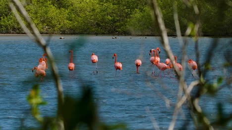 Flock-of-flamingos-feed-and-walk-across-salt-pan-water,-view-behind-mangrove-forest-trees
