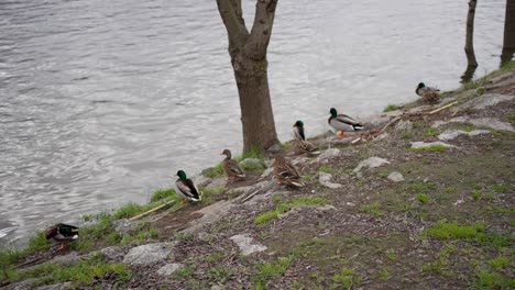 Wild-Ducks-by-the-Riverside