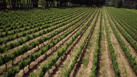 Malerische-Weinfarm-In-Der-Landschaft-Von-Constantia,-Kapstadt,-Südafrika