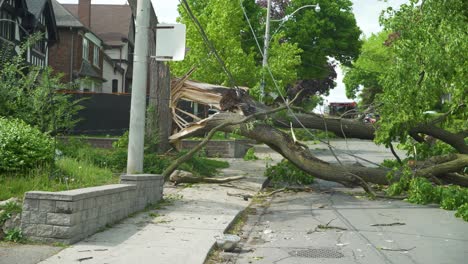 Tight-shot-of-a-tree-that-fell-onto-the-road-during-a-wind-storm-hitting-powerlines-on-the-way-down-cutting-power-to-hundreds-of-people