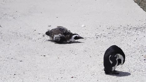 Gefährdete-Afrikanische-Pinguine-An-Der-Küste-Von-Boulders-Beach-In-Kapstadt,-Südafrika