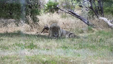 Big-Male-Lion-Relaxing-On-The-Grassy-Savannah-In-Lion-Reserve-In-Cape-Town,-South-Africa