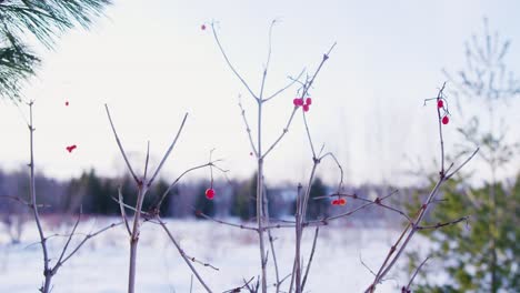 A-wide-shot-of-a-bush-of-winter-berries-in-an-open-field-after-the-snow-has-fallen