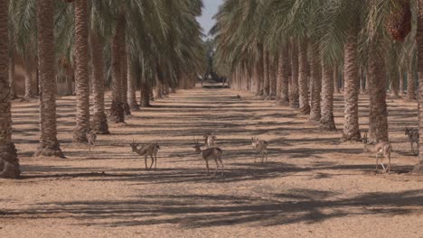 gazelles-in-a-date-palm-plantation