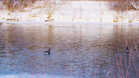 Canada-Goose-swimming-down-a-frozen-river-looking-for-food-trying-to-catch-up-to-his-partner