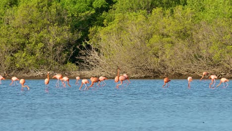 Zoom-to-flock-of-flamingos-feeding-and-looking-around-in-front-of-mangrove-forest