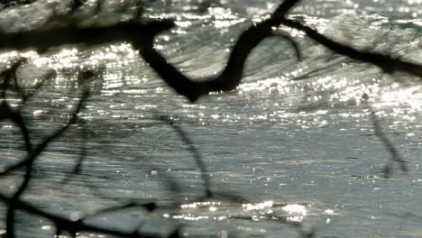 Sunlight-glistens-magically-as-strong-waves-break-and-crash-on-shore,-tree-branch-silhouette-in-front