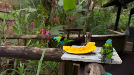 Birds-with-incredible-coloration,-feeding-on-a-papaya-in-the-middle-of-the-jungle