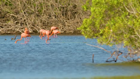 Slow-motion-pan-across-mangrove-trees-to-flamingo-flock-feeding-in-water