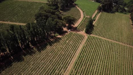 Panorama-Eines-Bauernhofweinguts-Mit-Reihen-Grüner-Weinreben-In-Constantia,-Kapstadt,-Südafrika