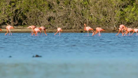 Flamingo-flock-spread-across-and-gather-together-in-central-location-in-front-of-mangrove-forest