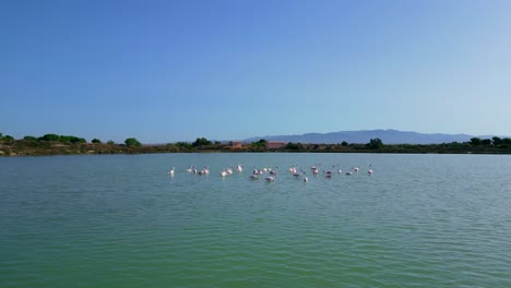 Flock-of-elegant-flamingo-birds-move-gracefully-through-shallow-waters
