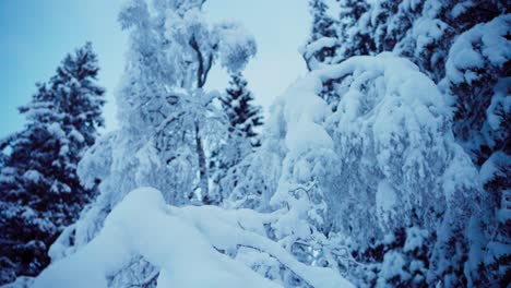 Winternatur---Schneebedeckte-Waldbäume.-Nahaufnahme