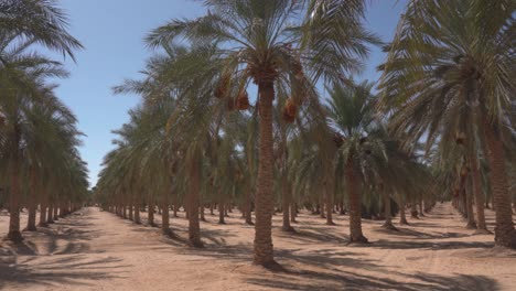 date-palm-plantation-in-an-oasis