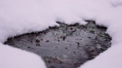 Gefrorene-Pfütze-Mit-Blättern-Und-Schneebedecktem-Boden,-Während-Es-Schneit,-Filmische-Winteraufnahme