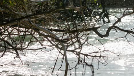 Medium-static-slow-motion-shot-of-ocean-waves-crashing-on-shore-of-mangrove-forest