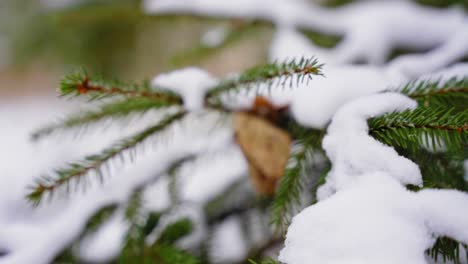 Pine-Needles,-Winter-Snow,-Close-Up,-Evergreen-Tree,-Winter-Day-Snow-Melting-Off
