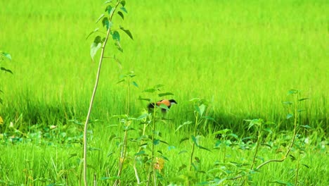 A-bird-perched-and-then-flew-amidst-lush-green-paddy-fields-in-Bangladesh