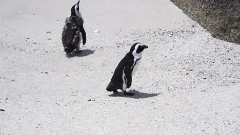 Pingüinos-Africanos-En-La-Playa-De-Boulders,-Ciudad-Del-Cabo,-Sudáfrica---Cerrar