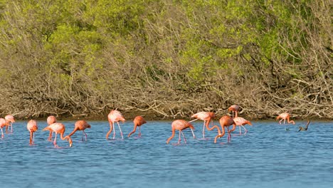 Quick-pan-across-flamingo-flock-feeding-in-secluded-mangrove-pond