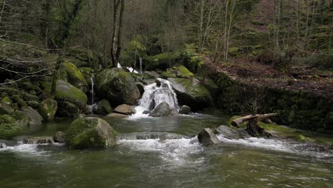 Forest-Stream-Cascading-Over-Rocks