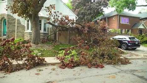 A-shot-of-a-couple-massive-branches-that-fell-from-a-tree-and-hit-a-home-owners-fence-after-a-large-wind-storm