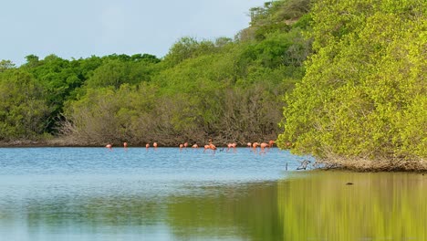 Wide-angle-static-view-of-flamingo-flock-feeding-in-secluded-area-with-dense-mangroves