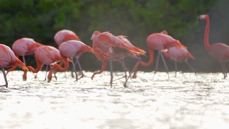 Der-Wind-Weht-über-Einen-Schwarm-Flamingofedern,-Der-über-Offene-Gewässer-Läuft-Und-Sich-Ernährt