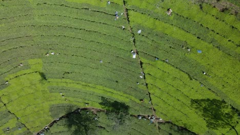 Overhead-drone-shot-of-many-farmers-on-the-tea-plantation