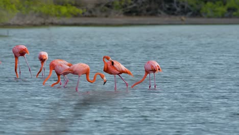 Telephoto-view-of-flamingos-walking-through-brackish-water-feeding-on-small-shrimp-in-mudflats