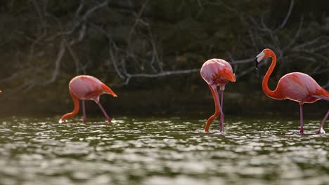 Das-Licht-Der-Goldenen-Stunde-Glitzert-Auf-Dem-Wasser,-Während-Flamingos-An-Mangroven-Vorbeilaufen-Und-Das-Wasser-Wunderschön-Heruntertropft