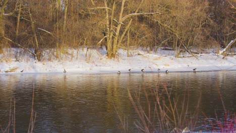 Canadian-geese-sitting-next-to-the-water-at-the-edge-of-a-frozen-river-after-a-big-snow-fall
