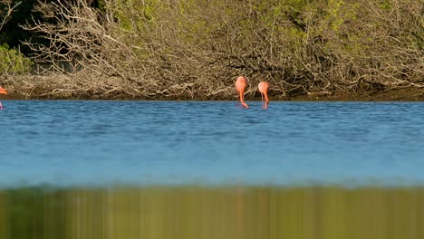 Water-reflects-mangrove-green-forest-as-pair-of-flamingos-feed-with-neck-deep-in-water