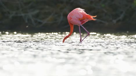Der-Wind-Weht-über-Die-Rückseite-Der-Rosa-orangefarbenen-Federn-Des-Flamingos,-Während-Er-Mit-Gesenktem-Kopf-Wasser-Frisst