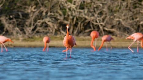 Beautiful-telephoto-focus-compression-straight-forward-of-flamingo-with-dramatic-lighting,-shakes-water-off-head