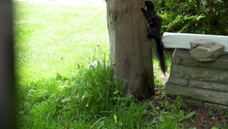 Peeking-through-the-fence-to-see-a-large-black-squirrel-trying-to-climb-a-tree