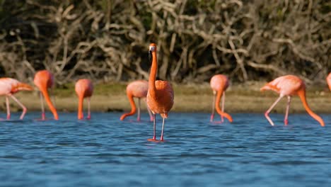 Atemberaubende-Frontalansicht-Des-Flamingos,-Der-Seinen-Kopf-Senkt-Und-Sich-Dreht,-Während-Der-Schwarm-Hinter-Ihm-Unscharf-Frisst