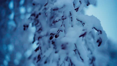 Schneebedeckte-Zweige-Der-Bäume-Im-Winterwald