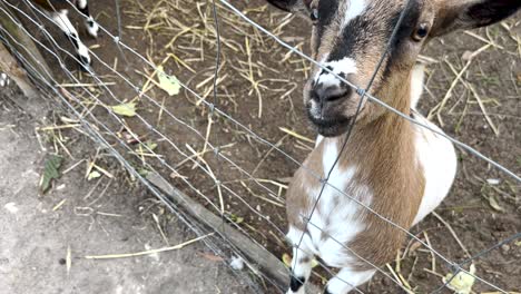 Domestic-goat-tries-to-get-a-cookie-out-of-the-hands-of-tourists-through-a-fence