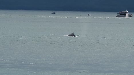 Whale-Watching-in-Juneau,-Alaska
