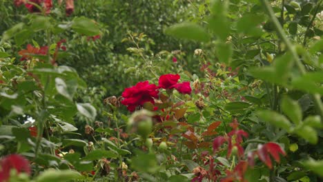 Bezaubernde-Rosen-Blicken-Durch-üppiges-Grün,-Ein-Zartes-Gleichgewicht-Der-Schönheit-Der-Natur