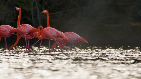 Eine-Eng-Verbundene-Gruppe-Von-Flamingos-Geht-Gemeinsam-Gegen-Den-Wind,-Während-Das-Licht-Auf-Dem-Wasser-Funkelt