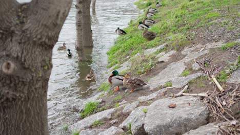 Wild-Ducks-Resting-by-Riverside