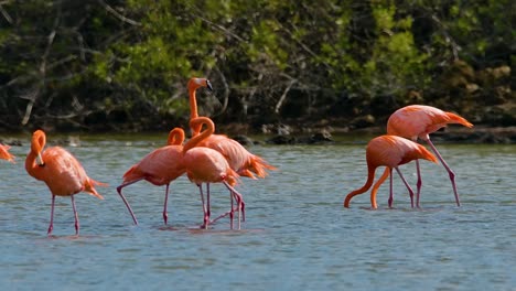 Sole-flamingo-walking-opposite-direction-from-the-rest-of-the-pack,-crossing-path-as-they-feed-and-walk