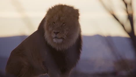 Wise-king-lion-sitting-in-front-of-a-sunrise