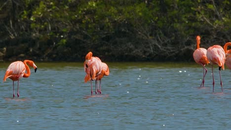 Flock-of-vibrant-pink-flamingos-stand-in-water-with-mangrove-background,-slow-motion-static